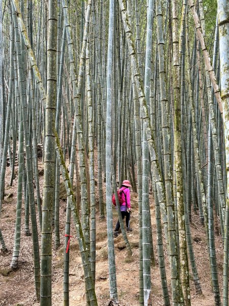 溪頭四秀+羊彎四秀202601182991370