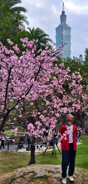 #虎山  #101大樓  #國父紀念館 #河津櫻 #中正紀念堂 2/193002702