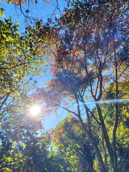 【苗粟 | 馬拉邦山】1227240