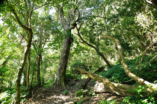 宜蘭 南澳 御恩山2892660