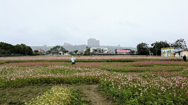 大溪花海的邀約2650408