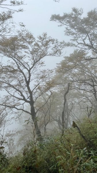 台灣山毛櫸。2023走訪2回。艷陽雨霧美景全收下2350777