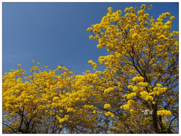 台中/廍子公園風鈴木865531