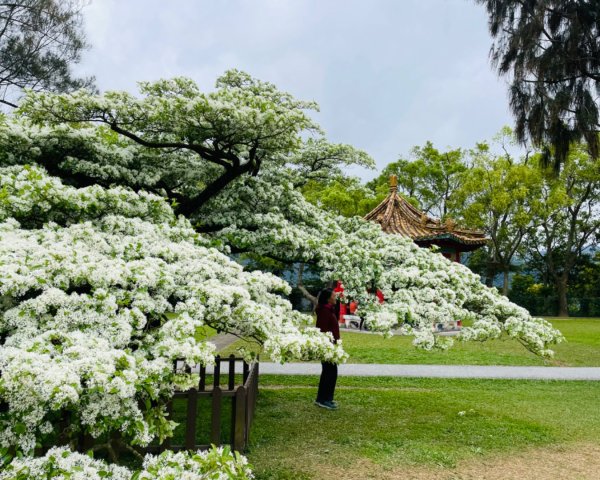 如夢似幻的四月雪-龍潭石管局-流蘇花盛開中2748627
