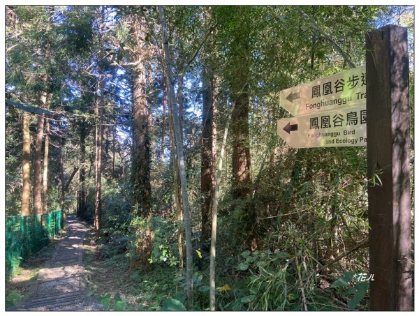 鳳凰谷步道(鹿谷鄉)2690452