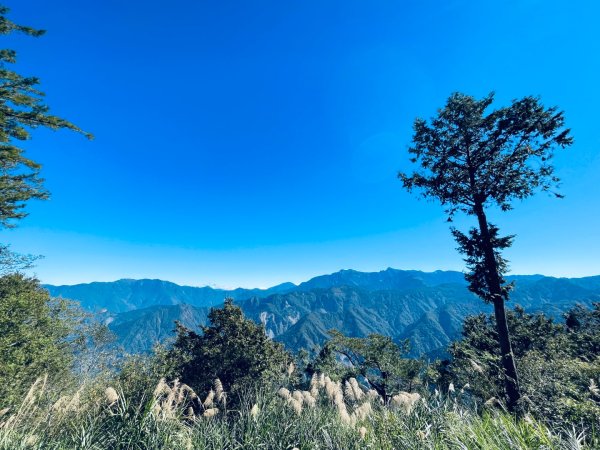 20251209 阿里山-小笠原觀景平台、祝山觀日步道2959793