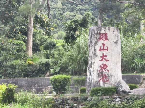 [漫遊縱谷 愛在花東-04/10] 2025_1011 羅山村竹林步道2913236