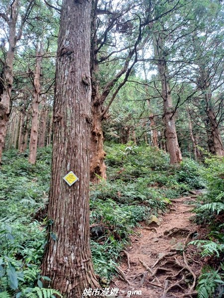【台中和平】柳杉孟宗竹香杉步道林相豐富。 長壽山(肥崠山)山徑2880637
