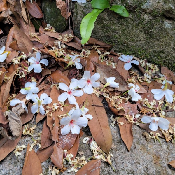 塘湖古道、甕缸潭步道1693265