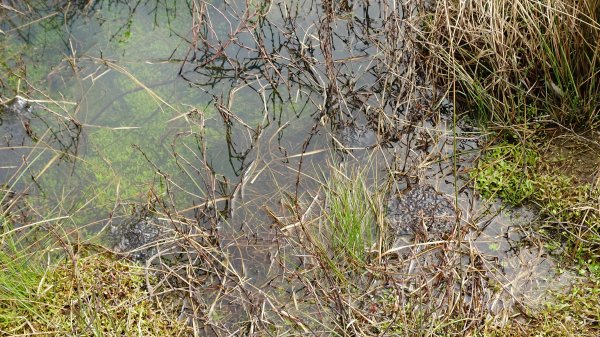 20260125 陽明山前後山健行(無極天元宮~山仔頂步道.向天池.向天山.面天山.二子坪)2997990