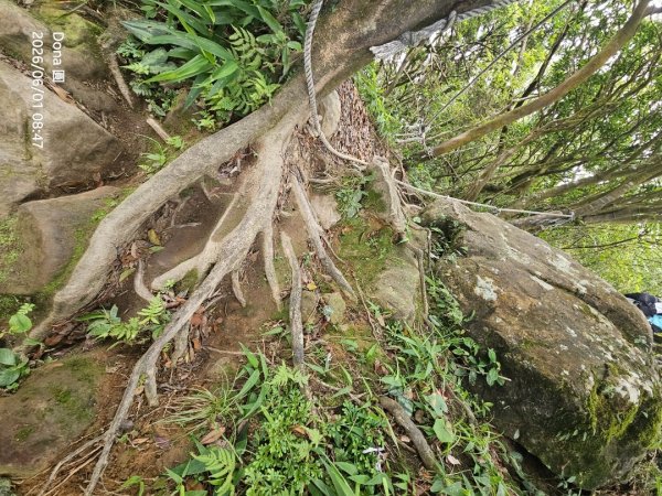 新店小百岳獅頭山+古蹟遺址O走3071937