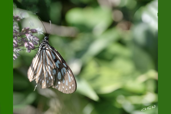 南澳/朝陽國家步道2751987