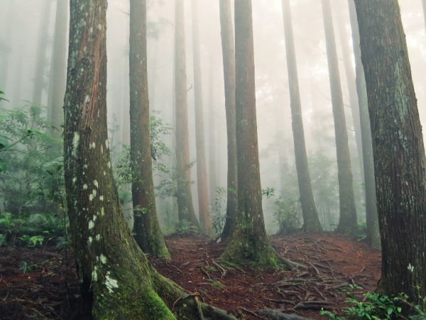 迷霧森林 野馬瞰山步道414833