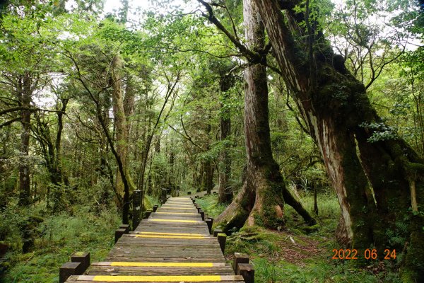 宜蘭 大同 太平山森林遊樂區 檜木原始林步道1743696
