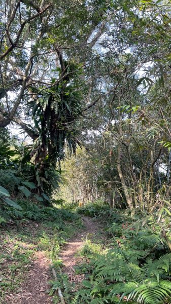 銀河洞越嶺貓空-新高麗坑山-銀獅縱走-猴山岳群峰+三條魚縱走2998271