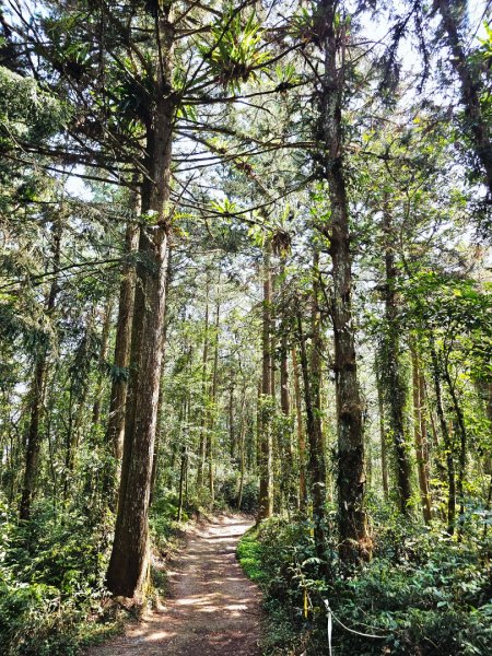 溪頭四秀 - 南投縣鹿谷鄉3023267