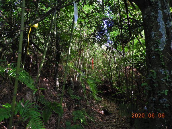 新竹 五峰 鳥嘴山、鵝公髻山986650