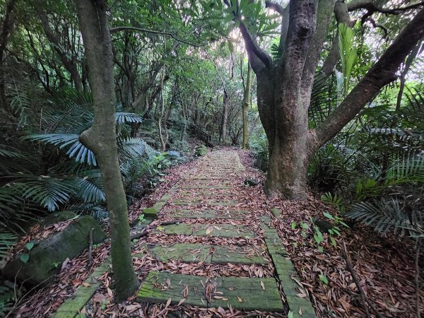 20240721泰安登山步道登七塊山2599941