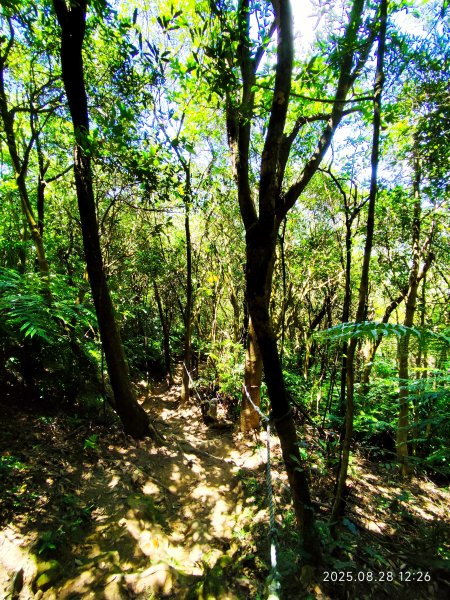 【臺北大縱走 4】大崙頭山北面步道→五指山古道→雙溪溝古道2874380