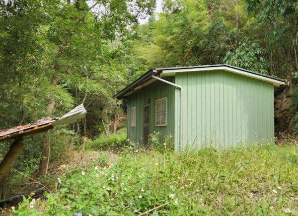 【中級山】有熊森林，谷關三雌白冷山2741101