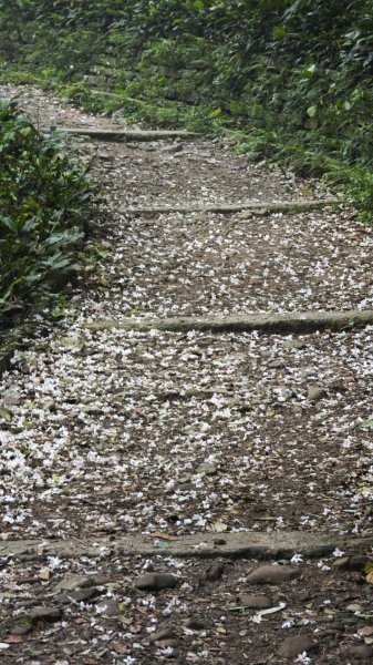 2025-0505 觀音山土路追桐花+牛港稜步道2781380