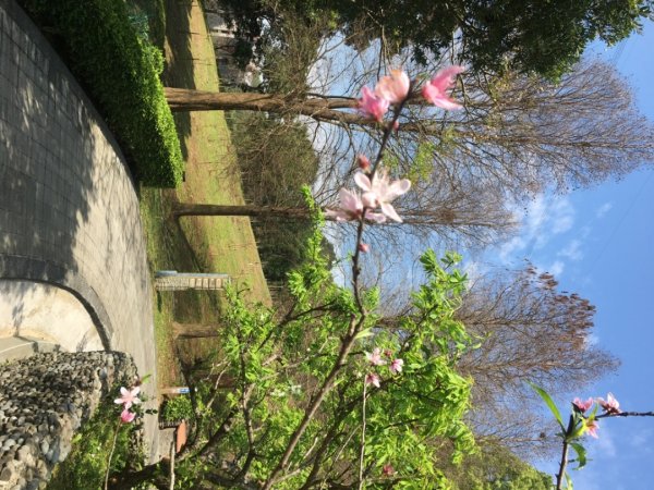 福氣步道、養生步道、長庚養生文化村2441874