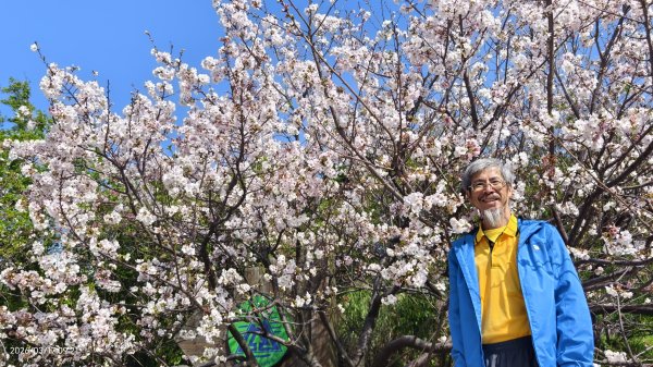#中山樓 #陽明公園 #十八份 #墨染櫻 #吉野櫻 #唐棉 #小實女貞 #大紅蛺蝶 #夕陽 3/13017015