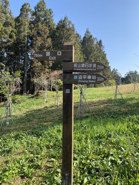 大塔山-阿里山櫻花季2458840