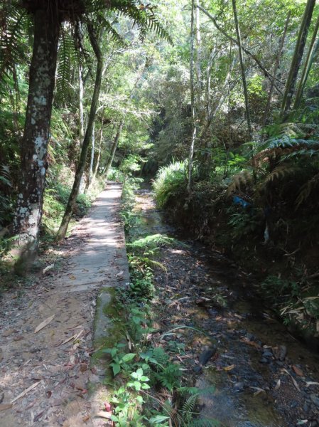 澀水森林步道(+水上瀑布)2915721