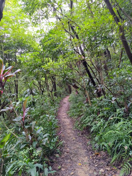 虎頭山小路亂走975336