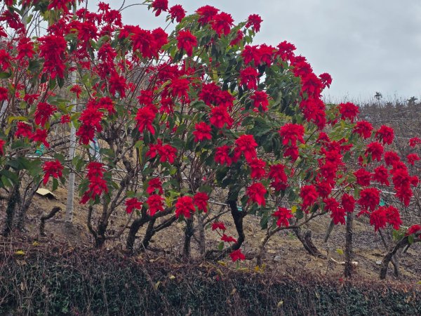 鳶嘴稍來山之楓紅／雲海2974087