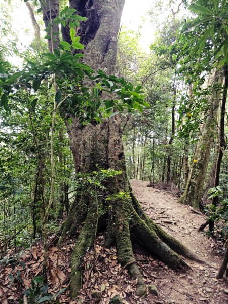 油羅山-2025森遊竹縣皮皮獅探險隊2910107