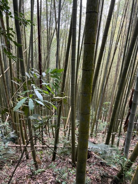 靜宜EMBA玉山隊第五練水社大山⛰️ 水社主峰祕境 ㊙️粉色水晶蘭1693646