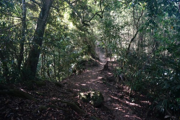 馬那邦山、細道邦山步道1390589