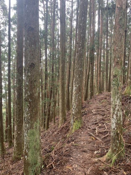 油羅山步道2312302