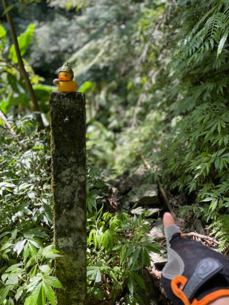 烏來阿玉溪山/西坑林道/探勘派出護管所彈藥庫遺址至獅坑橋2582012