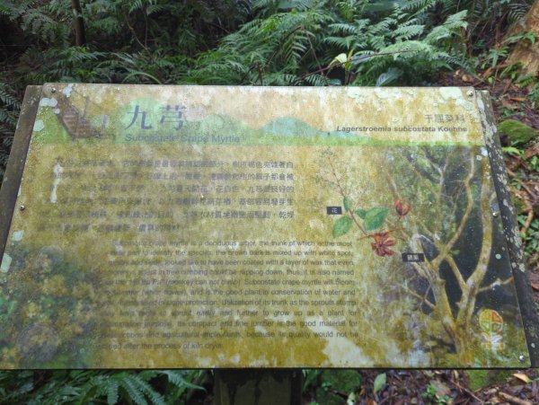 2026.03.08－微笑山線：【二格山系】銀河洞越嶺段&貓空纜車3014651