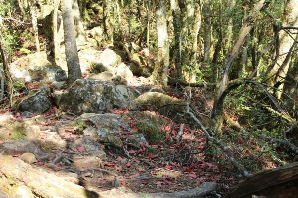 104.12.1台中稍來山南峰+稍來山主189060