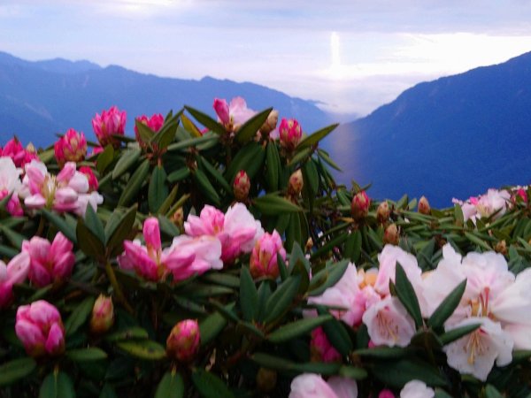 賞心悅目～賞高山玉山杜鵑1374473