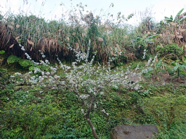 雲霧步道上鵝公髻山2425624