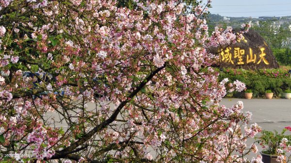 #大鳳蝶 (雌無尾) #綠繡眼 #頂湖小鎮 #紫藤 #觀音山 #日出 #天元宮 #吉野櫻 3/313026512