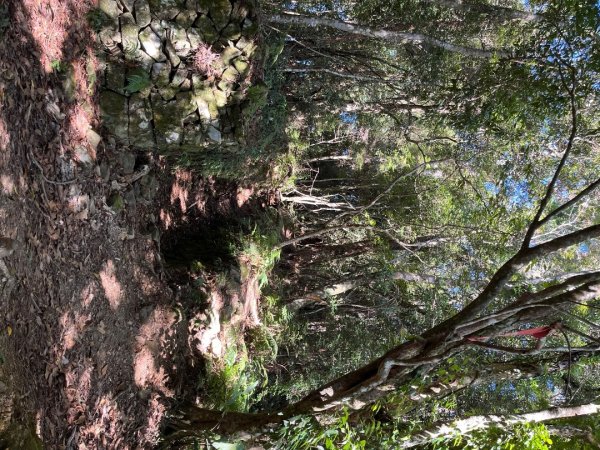 20231115_秀巒軍艦岩步道（森遊竹縣）2762988