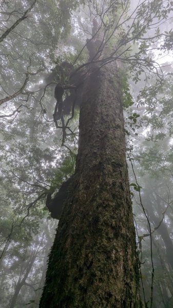 113.06.01魯壁山-東穗山之旅2529893