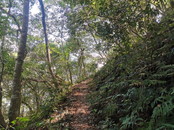 德芙蘭生態步道-綠蔭遮陽，涼風徐徐避暑道1049630