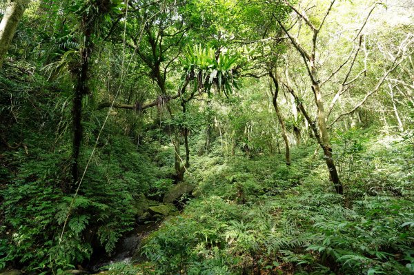 新北 烏來 火燒樟山、落鳳山2557701