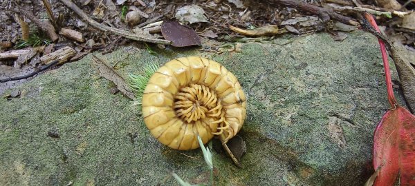 2025/10/10-水田林道上外鳥嘴山2911497