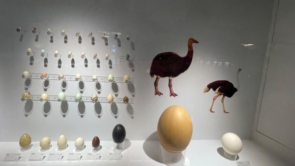 雨天備案💙 台灣博物館的古生代館-台大動植物館免費參觀-北投♨️季2799019