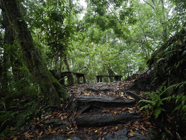 2025_0525 鎮西堡巨木群步道（B區）2797705