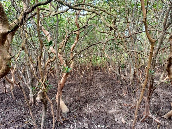 【新竹新豐】台灣唯一建有觀賞步道的生態保護區。 新豐紅樹林生態保護區2381812