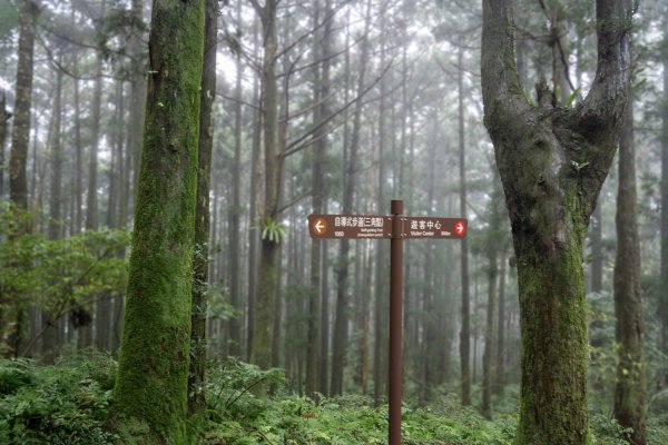東眼山雨中尋幽2975341